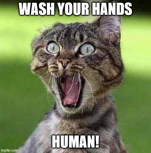 Shocked Cat | WASH YOUR HANDS; HUMAN! | image tagged in shocked cat | made w/ Imgflip meme maker