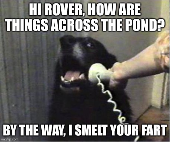 Yes this is dog | HI ROVER, HOW ARE THINGS ACROSS THE POND? BY THE WAY, I SMELT YOUR FART | image tagged in yes this is dog | made w/ Imgflip meme maker