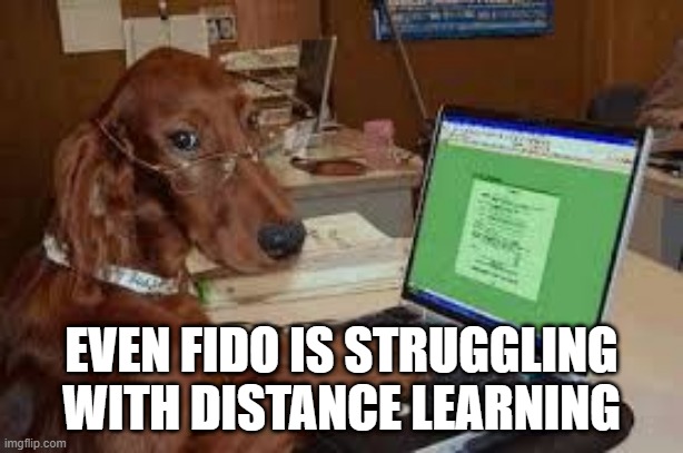 Obedience schools are essential | EVEN FIDO IS STRUGGLING WITH DISTANCE LEARNING | image tagged in social distancing | made w/ Imgflip meme maker