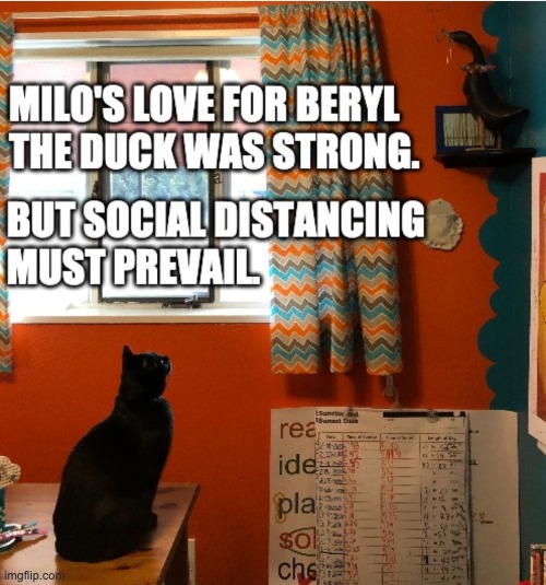 image tagged in social distancing,cats | made w/ Imgflip meme maker