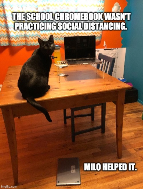 image tagged in cats,social distancing,school | made w/ Imgflip meme maker