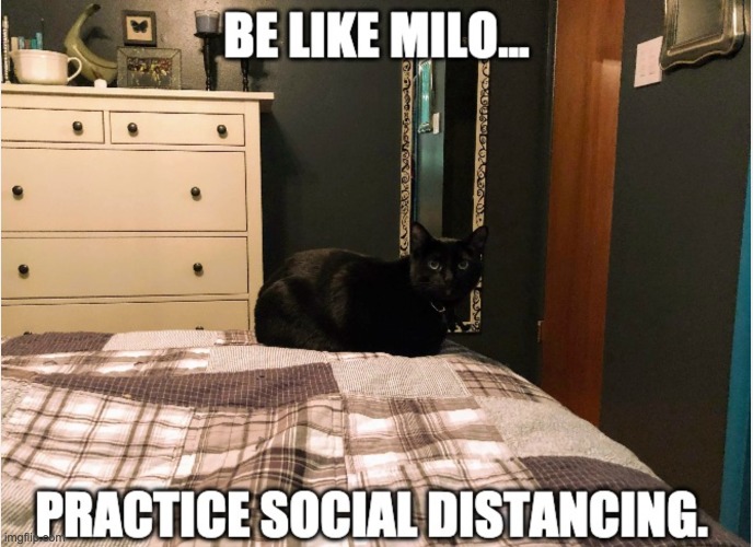 image tagged in cats,social distancing | made w/ Imgflip meme maker