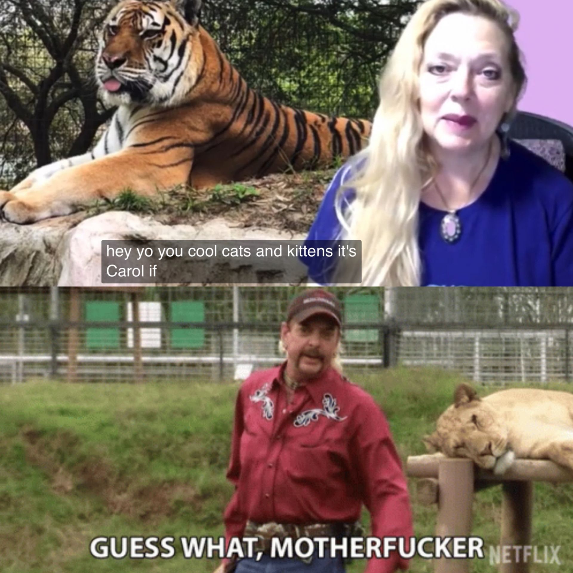 High Quality Tiger king Blank Meme Template