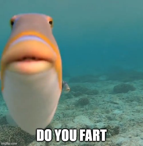 Do You Fart | DO YOU FART | image tagged in helo,memes,staring fish,do you fart | made w/ Imgflip meme maker