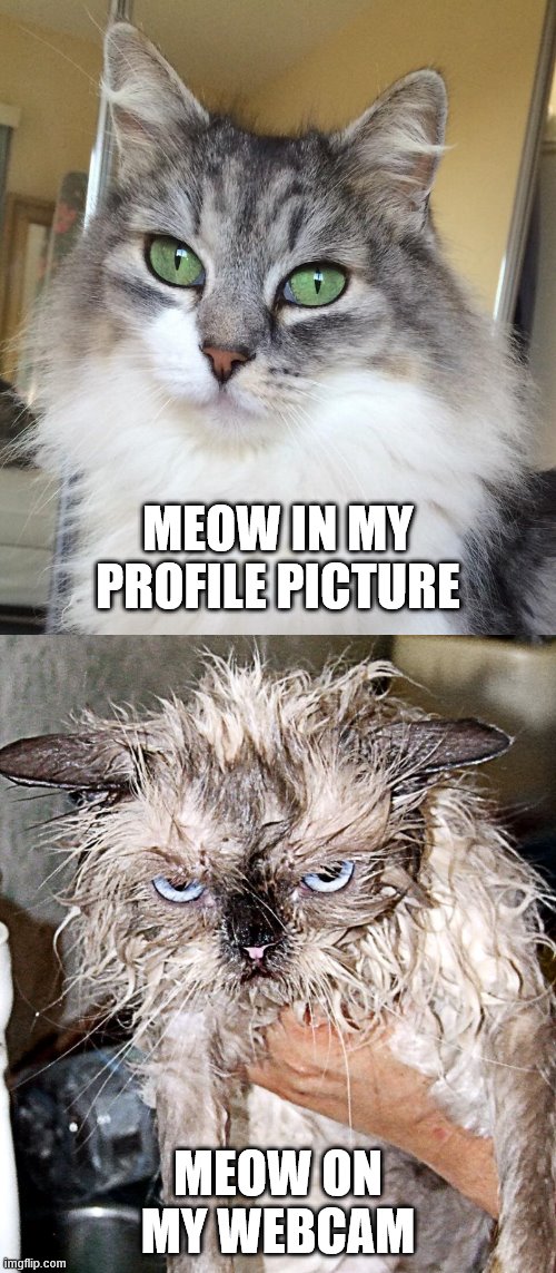 MEOW IN MY PROFILE PICTURE; MEOW ON MY WEBCAM | image tagged in cats,webcam,profile v webcam,working from home,memes,funny memes | made w/ Imgflip meme maker