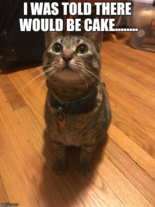 image tagged in cat | made w/ Imgflip meme maker