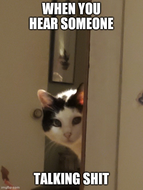 Angry Gizmo | WHEN YOU HEAR SOMEONE; TALKING SHIT | image tagged in cats | made w/ Imgflip meme maker