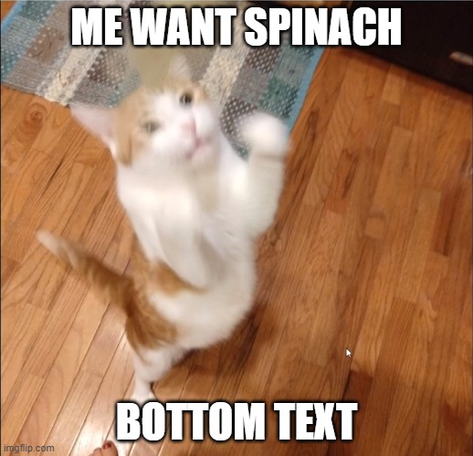 Rooster Da Cat: He Like The Spinach | ME WANT SPINACH; BOTTOM TEXT | image tagged in bottom text,cats | made w/ Imgflip meme maker