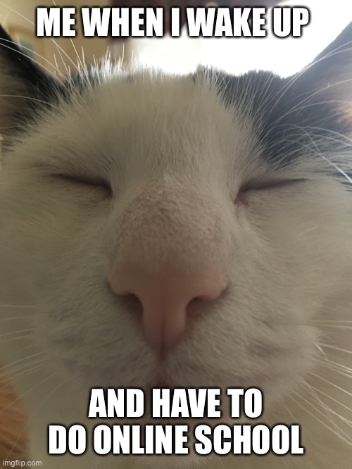 Close cat | ME WHEN I WAKE UP; AND HAVE TO DO ONLINE SCHOOL | image tagged in close cat | made w/ Imgflip meme maker