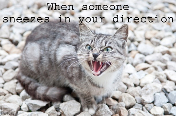Hissing Cat | When someone sneezes in your direction | image tagged in hissing cat,coronavirus,covid-19,memes | made w/ Imgflip meme maker