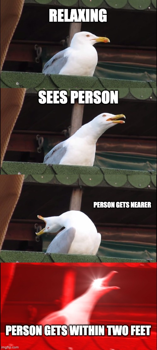 Inhaling Seagull Meme | RELAXING; SEES PERSON; PERSON GETS NEARER; PERSON GETS WITHIN TWO FEET | image tagged in memes,inhaling seagull | made w/ Imgflip meme maker