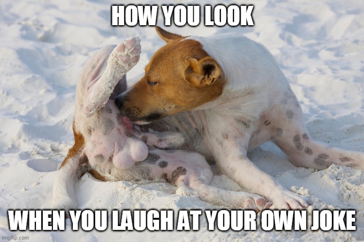 Dog licking bals  | HOW YOU LOOK; WHEN YOU LAUGH AT YOUR OWN JOKE | image tagged in dog licking bals | made w/ Imgflip meme maker