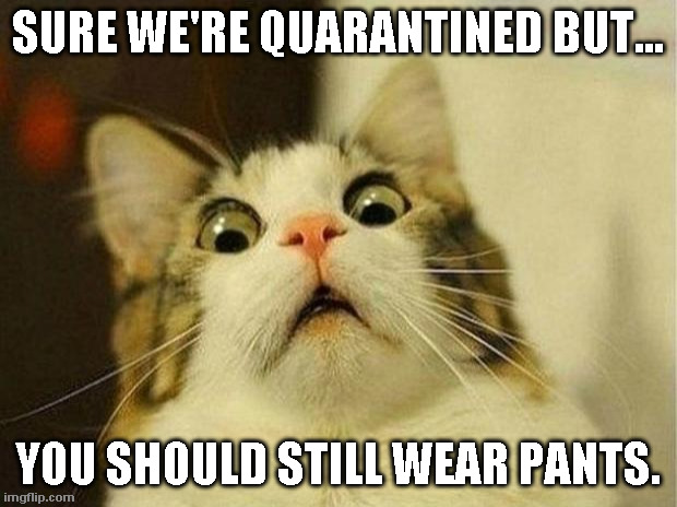 Think of the kitties | SURE WE'RE QUARANTINED BUT... YOU SHOULD STILL WEAR PANTS. | image tagged in memes,scared cat | made w/ Imgflip meme maker