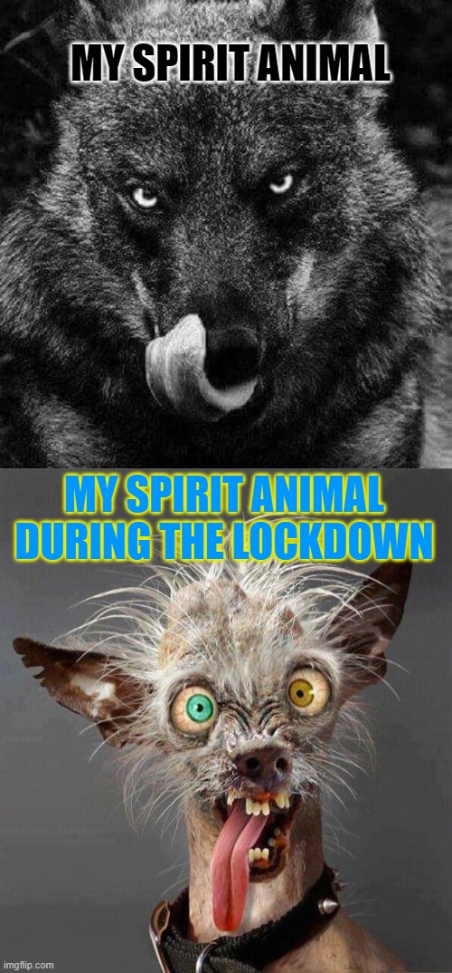MY SPIRIT ANIMAL; MY SPIRIT ANIMAL DURING THE LOCKDOWN | image tagged in ugly dog 20,hungry wolf,memes,funny,coronavirus,lockdown | made w/ Imgflip meme maker