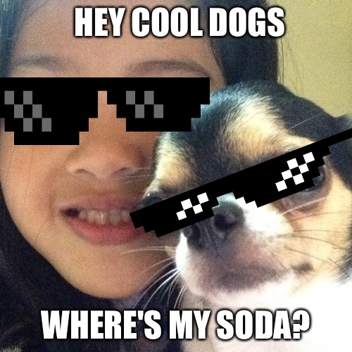 HEY COOL DOGS; WHERE'S MY SODA? | image tagged in dogs | made w/ Imgflip meme maker