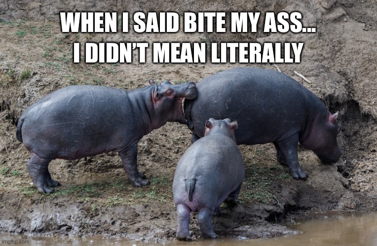 Hippo misunderstanding | I DIDN’T MEAN LITERALLY; WHEN I SAID BITE MY ASS... | image tagged in hippo | made w/ Imgflip meme maker