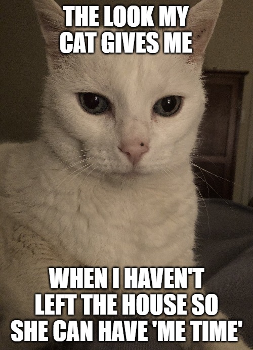 The look my cat gives me | THE LOOK MY CAT GIVES ME; WHEN I HAVEN'T LEFT THE HOUSE SO SHE CAN HAVE 'ME TIME' | image tagged in cat,coronavirus,working from home | made w/ Imgflip meme maker
