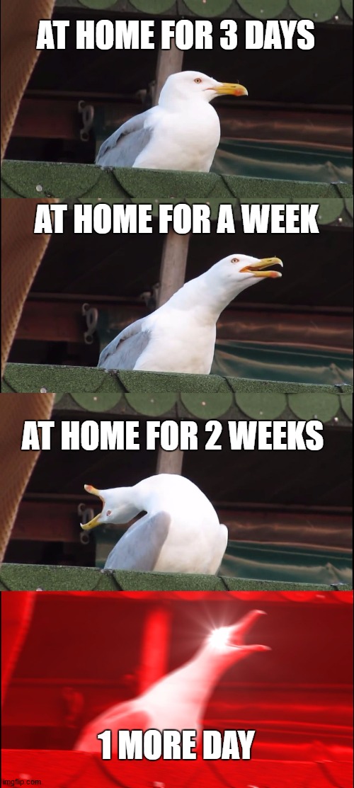 Inhaling Seagull Meme | AT HOME FOR 3 DAYS; AT HOME FOR A WEEK; AT HOME FOR 2 WEEKS; 1 MORE DAY | image tagged in memes,inhaling seagull | made w/ Imgflip meme maker
