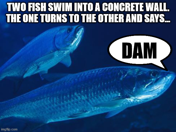 Fish joke is a dad joke |  TWO FISH SWIM INTO A CONCRETE WALL. THE ONE TURNS TO THE OTHER AND SAYS... DAM | image tagged in dad joke,fish | made w/ Imgflip meme maker