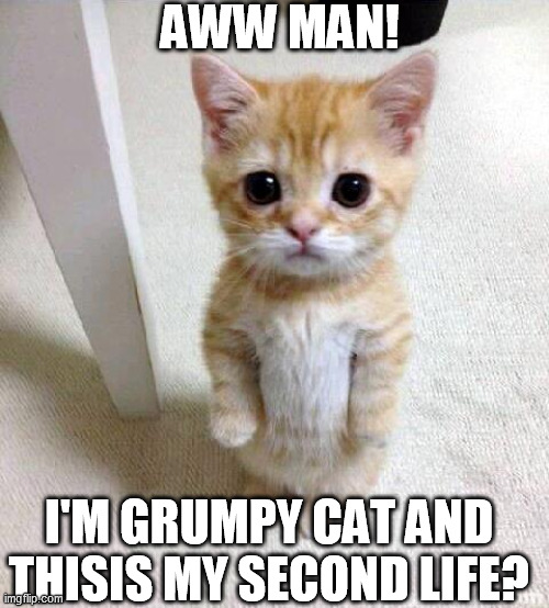 Cute Cat Meme | AWW MAN! I'M GRUMPY CAT AND THISIS MY SECOND LIFE? | image tagged in memes,cute cat | made w/ Imgflip meme maker