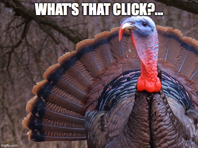 pic of turkey | WHAT'S THAT CLICK?... | image tagged in pic of turkey | made w/ Imgflip meme maker
