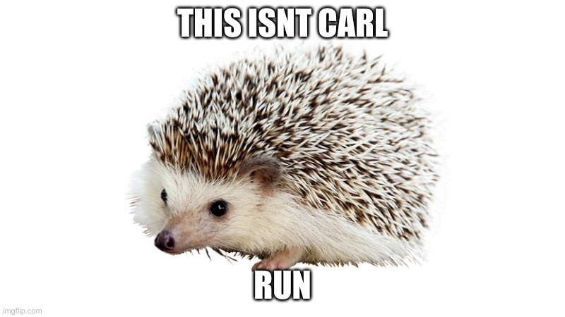 carl the hedgehog | THIS ISNT CARL; RUN | image tagged in carl the hedgehog | made w/ Imgflip meme maker