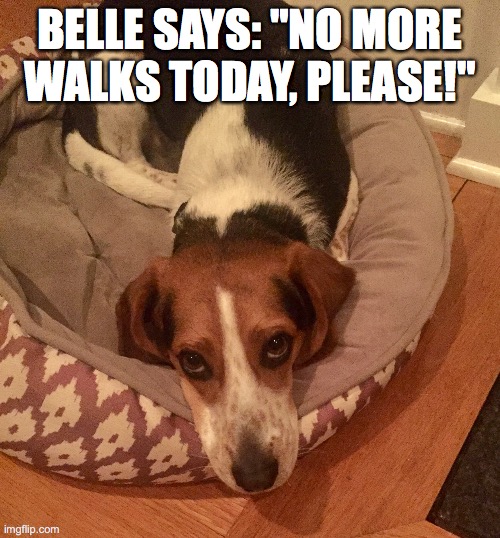 Belle | BELLE SAYS: "NO MORE WALKS TODAY, PLEASE!" | image tagged in tired dog | made w/ Imgflip meme maker