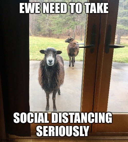 EWE NEED TO TAKE; SOCIAL DISTANCING 
SERIOUSLY | image tagged in social distancing,black sheep,keep smiling | made w/ Imgflip meme maker
