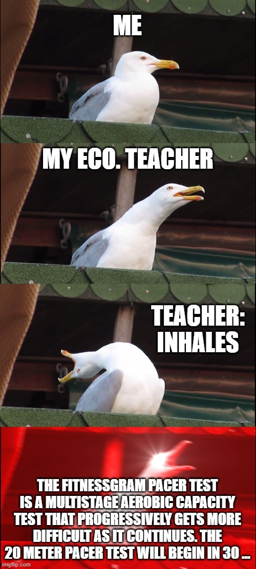 ME MY ECO. TEACHER TEACHER: INHALES THE FITNESSGRAM PACER TEST IS A MULTISTAGE AEROBIC CAPACITY TEST THAT PROGRESSIVELY GETS MORE DIFFICULT  | image tagged in memes,inhaling seagull | made w/ Imgflip meme maker