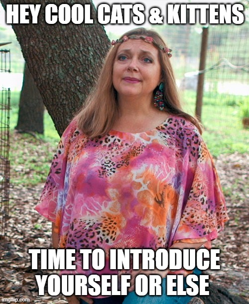 Carol Baskin |  HEY COOL CATS & KITTENS; TIME TO INTRODUCE YOURSELF OR ELSE | image tagged in carol baskin | made w/ Imgflip meme maker