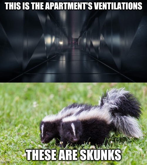 I think you can see where this going :) | THIS IS THE APARTMENT'S VENTILATIONS; THESE ARE SKUNKS | image tagged in ventilation system,skunk | made w/ Imgflip meme maker
