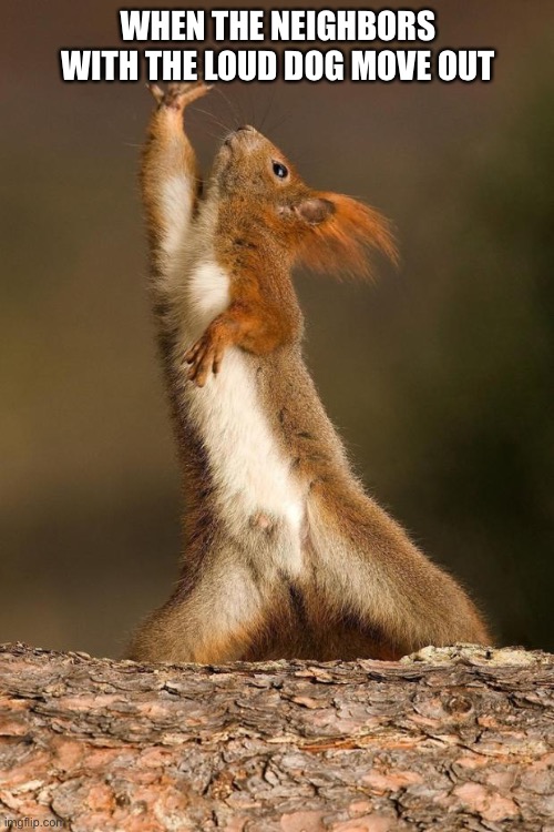 Dancing Squirrel | WHEN THE NEIGHBORS WITH THE LOUD DOG MOVE OUT | image tagged in dancing squirrel | made w/ Imgflip meme maker