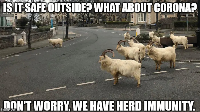 herd immunity | IS IT SAFE OUTSIDE? WHAT ABOUT CORONA? DON'T WORRY, WE HAVE HERD IMMUNITY. | image tagged in coronavirus | made w/ Imgflip meme maker