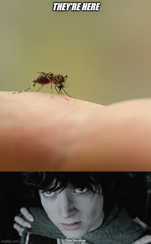 IT'S TIME | THEY'RE HERE | image tagged in memes,frodo,mosquito,mosquitoes | made w/ Imgflip meme maker