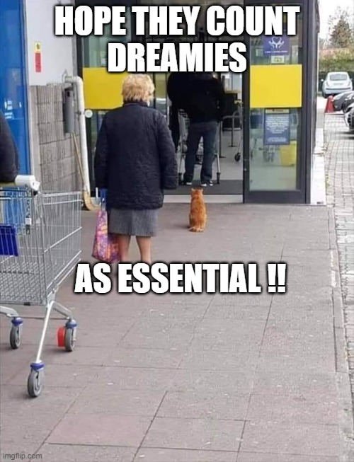 Cat shopping | HOPE THEY COUNT
DREAMIES; AS ESSENTIAL !! | image tagged in cat shopping | made w/ Imgflip meme maker