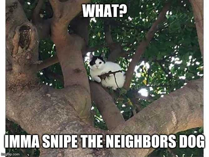 KITTY RIFLE? | WHAT? IMMA SNIPE THE NEIGHBORS DOG | image tagged in cats,funny cats,sniper | made w/ Imgflip meme maker