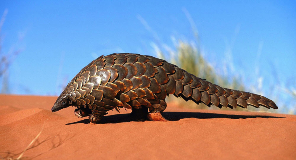 High Quality Pangolin Blank Meme Template