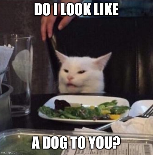 Annoyed White Cat | DO I LOOK LIKE A DOG TO YOU? | image tagged in annoyed white cat | made w/ Imgflip meme maker