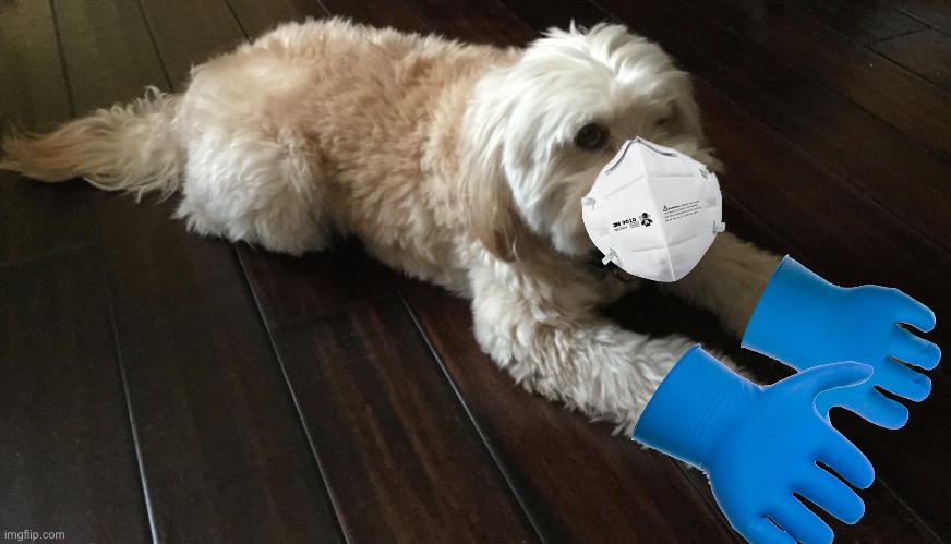 High Quality Dog with PPE Blank Meme Template