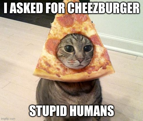 pizza cat | I ASKED FOR CHEEZBURGER; STUPID HUMANS | image tagged in pizza cat | made w/ Imgflip meme maker