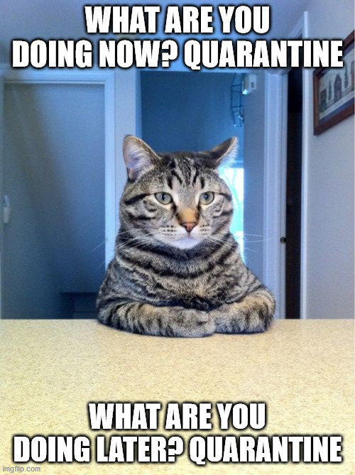 Take A Seat Cat Meme | WHAT ARE YOU DOING NOW? QUARANTINE; WHAT ARE YOU DOING LATER? QUARANTINE | image tagged in memes,take a seat cat | made w/ Imgflip meme maker