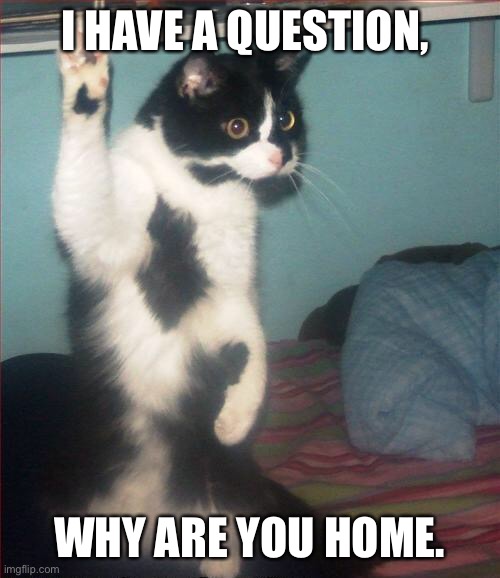 question cat | I HAVE A QUESTION, WHY ARE YOU HOME. | image tagged in question cat | made w/ Imgflip meme maker
