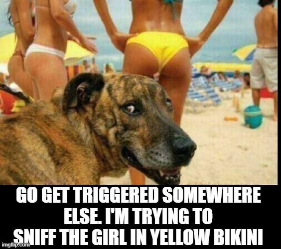 Keeping Focused on What's Important in these Political Times | GO GET TRIGGERED SOMEWHERE ELSE. I'M TRYING TO SNIFF THE GIRL IN YELLOW BIKINI | image tagged in vince vance,dogs,beach,sniff,bikini,new memes | made w/ Imgflip meme maker