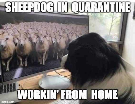 SHEEPDOG  IN  QUARANTINE; WORKIN' FROM  HOME | made w/ Imgflip meme maker
