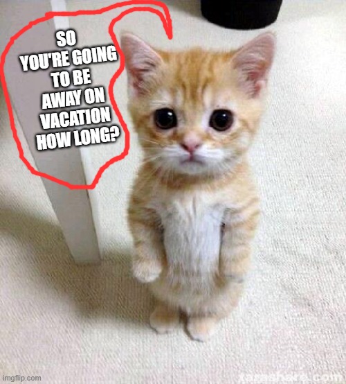 Cute Cat Meme | SO YOU'RE GOING TO BE AWAY ON VACATION HOW LONG? | image tagged in memes,cute cat | made w/ Imgflip meme maker