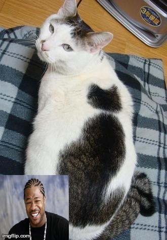 image tagged in funny,cats,memes,yo dawg heard you | made w/ Imgflip meme maker