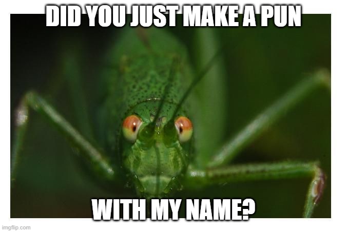 grasshopper | DID YOU JUST MAKE A PUN WITH MY NAME? | image tagged in grasshopper | made w/ Imgflip meme maker