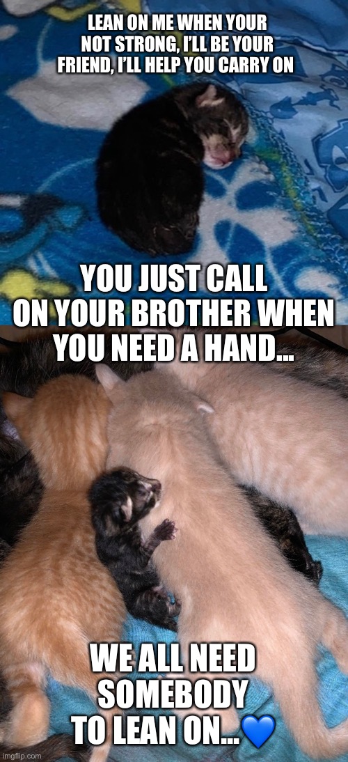 LEAN ON ME WHEN YOUR NOT STRONG, I’LL BE YOUR FRIEND, I’LL HELP YOU CARRY ON; YOU JUST CALL ON YOUR BROTHER WHEN YOU NEED A HAND... WE ALL NEED SOMEBODY TO LEAN ON...💙 | image tagged in i love cats | made w/ Imgflip meme maker