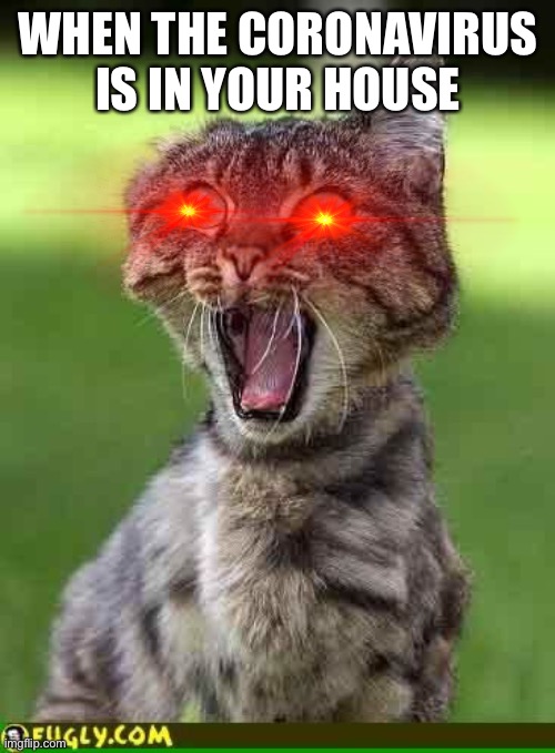 Cat freak out | WHEN THE CORONAVIRUS IS IN YOUR HOUSE | image tagged in cat freak out | made w/ Imgflip meme maker