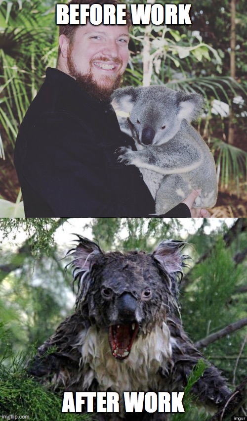 everyday life | BEFORE WORK; AFTER WORK | image tagged in koala,angry koala | made w/ Imgflip meme maker
